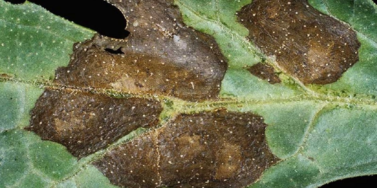 brown spots on green leaves