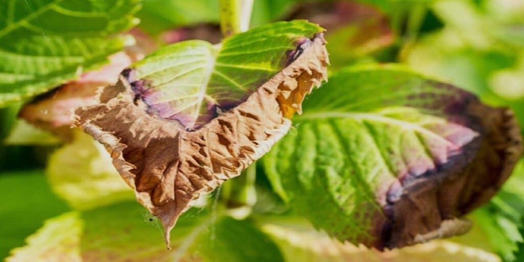 What Are Brown Spots On Hydrangea Leaves