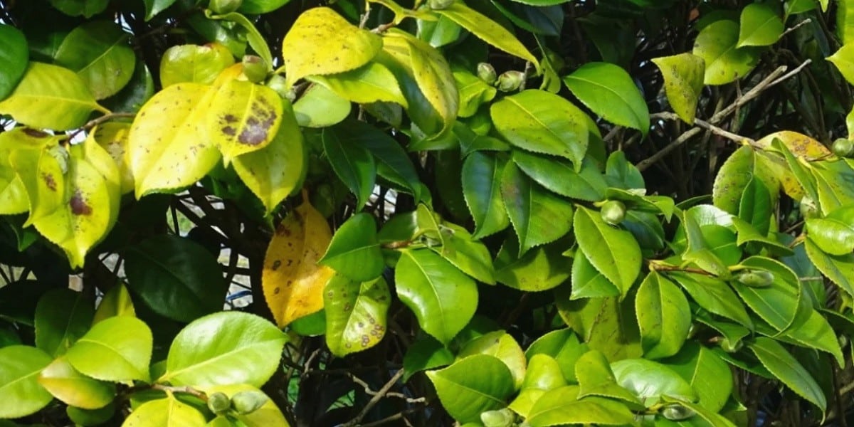 camellia leaf weaving