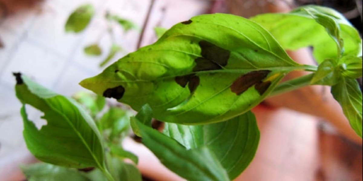 dark spots on basil leaves