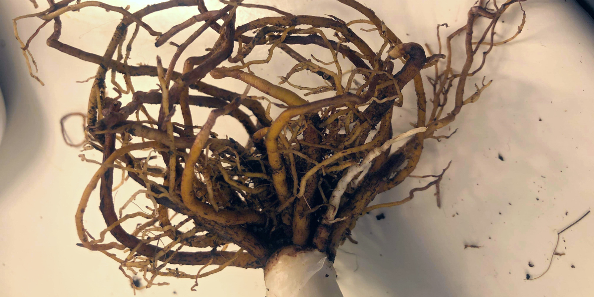 diseased aloe vera root