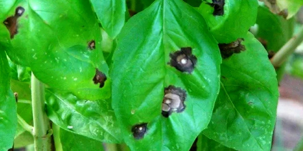 diseased basil leaves