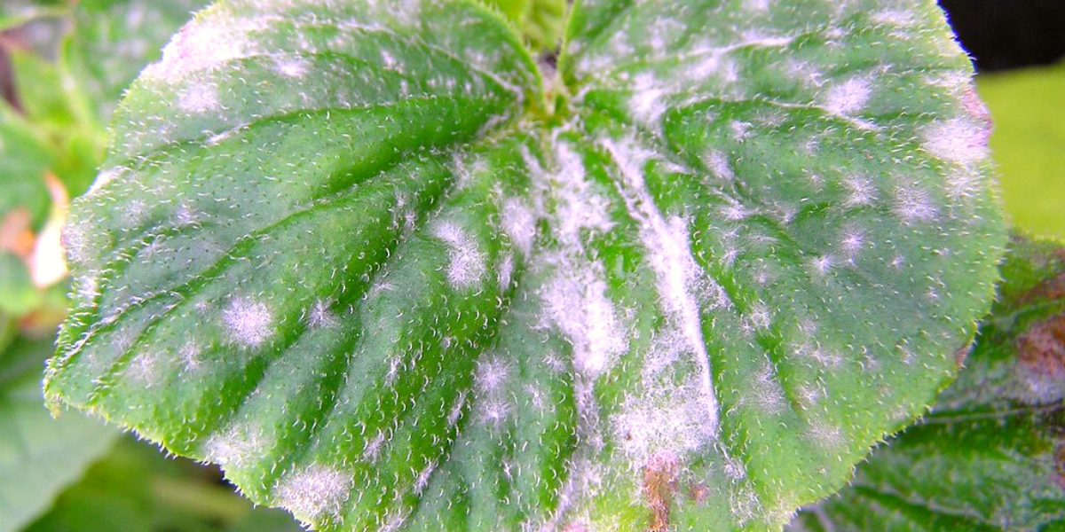 powdery mildew on begonia