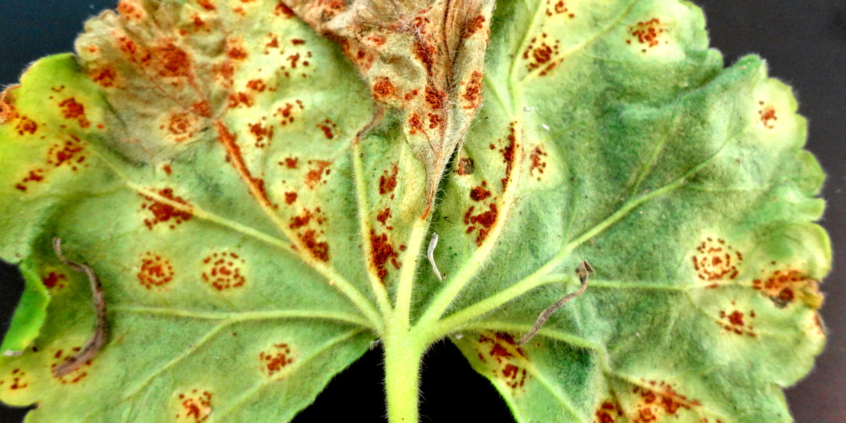 diseased leaf green with yellow-brown spots
