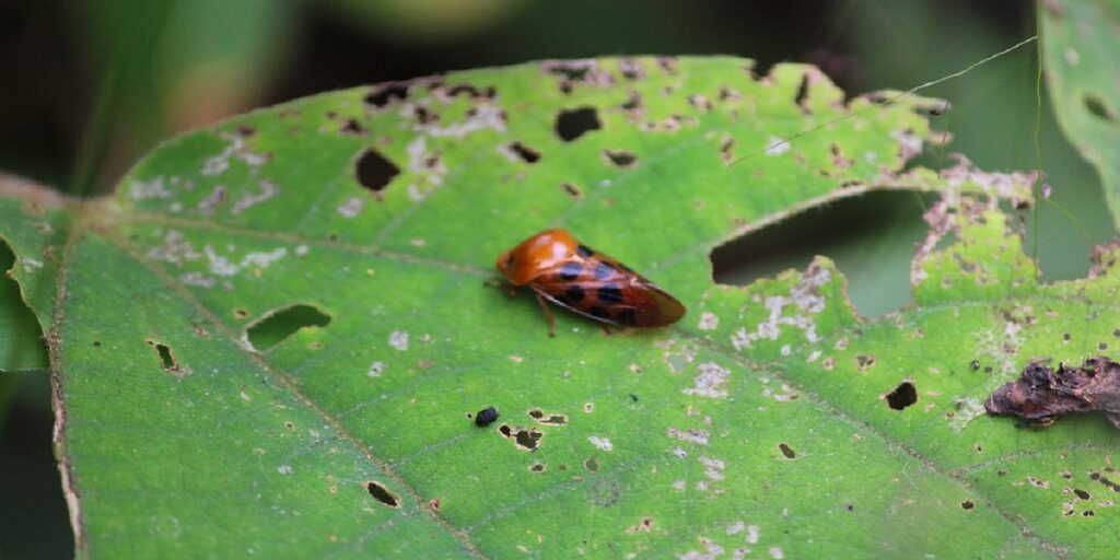 brown-spots-on-hands