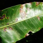 green leaf with brown spots