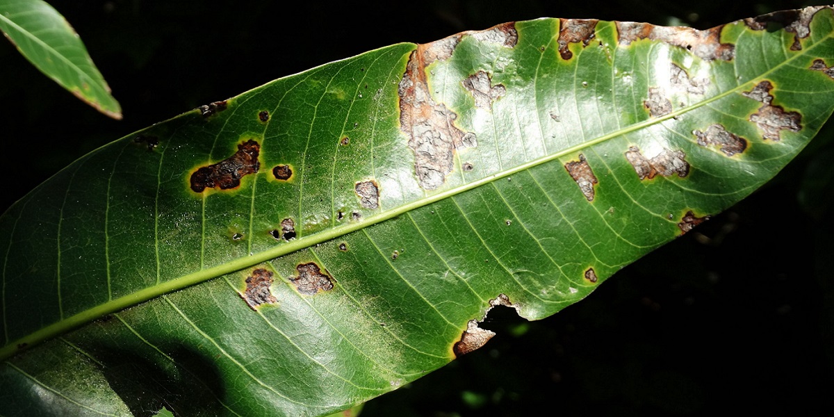 green leaf with brown spots