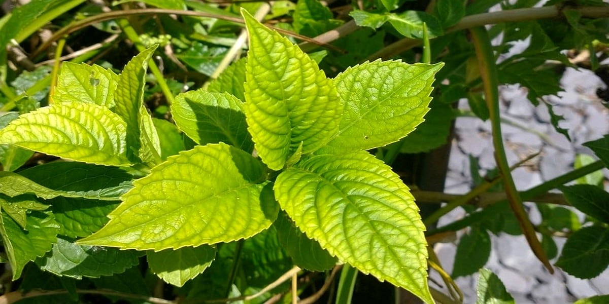 green leaves Hydrangea