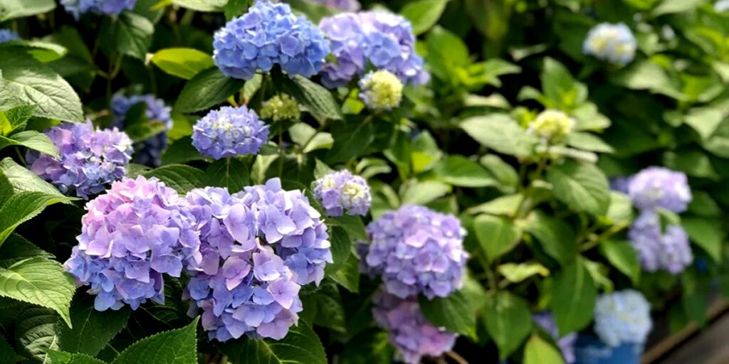 how-to-treat-black-spots-on-hydrangea-leaves-tips-and-tricks-botan