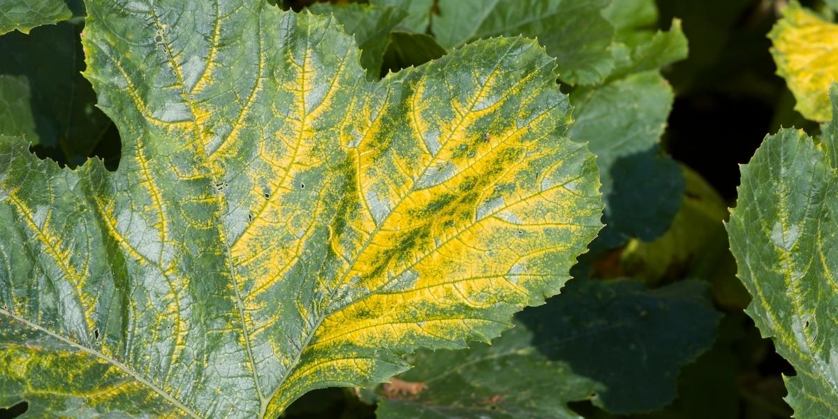 large green leaves with yellow centers