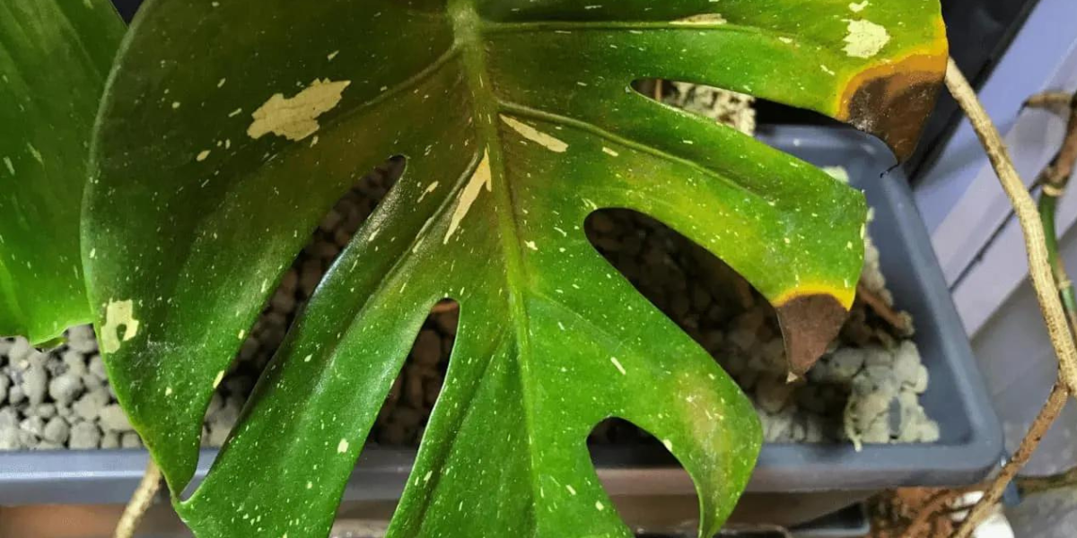light spots on large green leaves