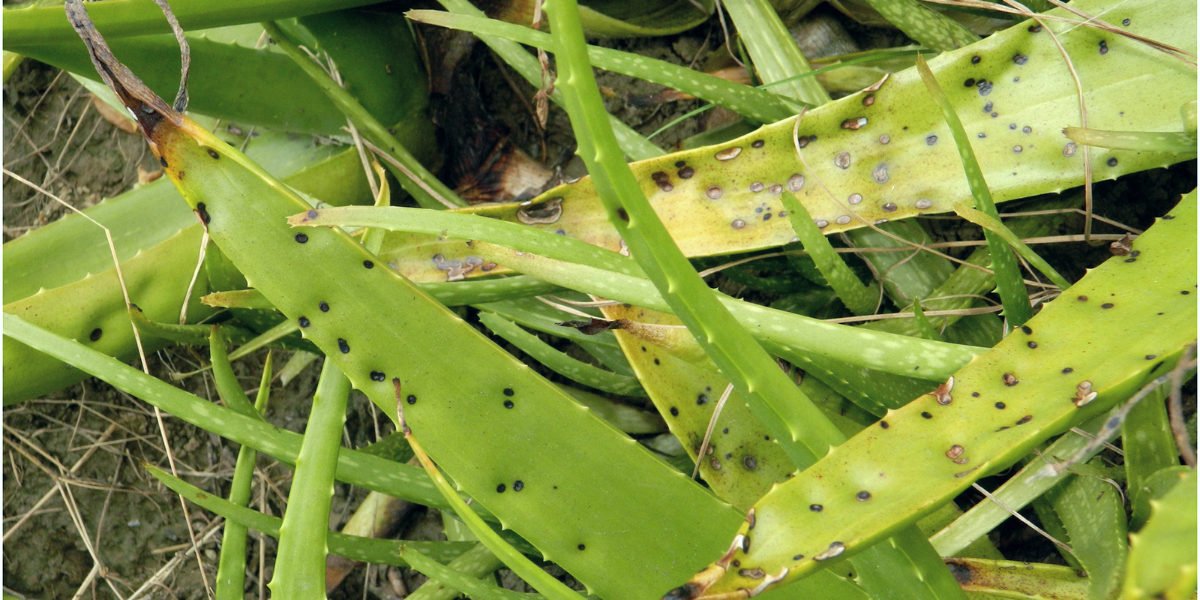 long aloe vera leaves with black spots