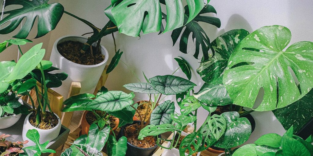 How to treat brown spots on monstera leaves: Tips and Tricks | Botan