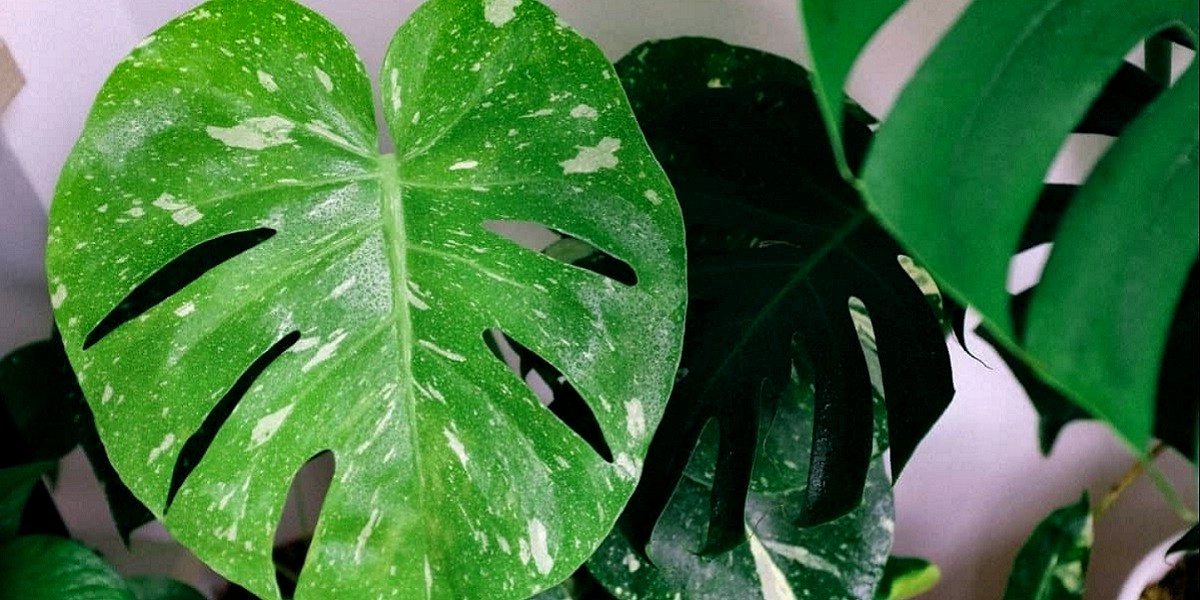 monstera leaf with light brown spot