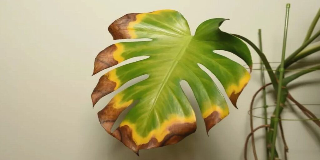How to treat brown spots on monstera leaves Tips and Tricks Botan