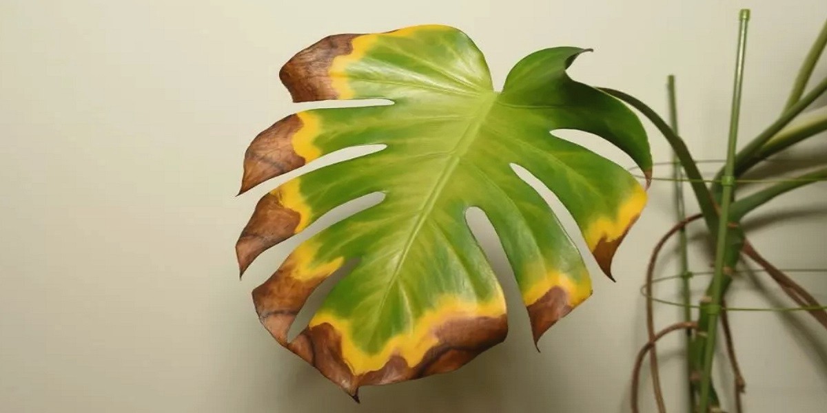 monstera leaf with stain