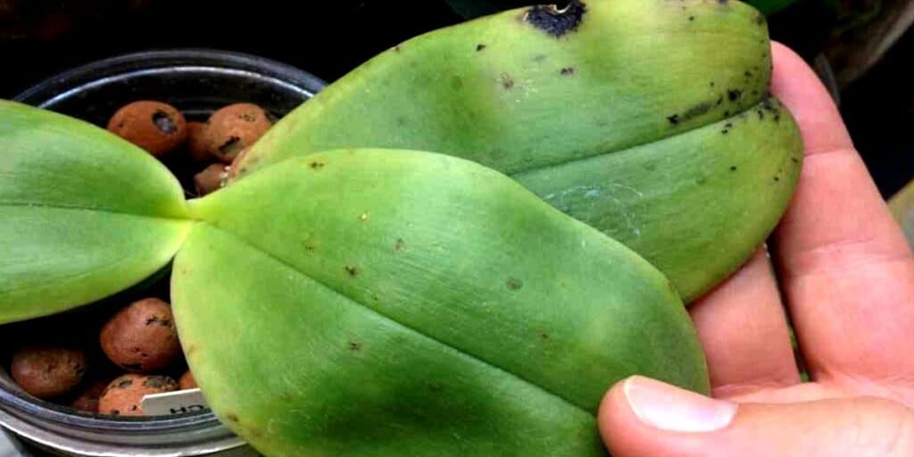 how-to-treat-black-spots-on-orchid-leaves-tips-and-tricks-botan