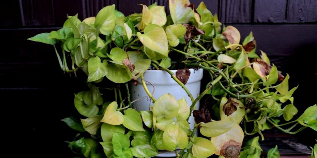 How To Treat Brown Spots On Pothos Leaves Tips And Tricks Botan 0840