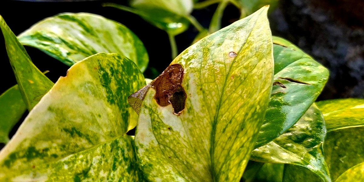 plant with dark brown spot