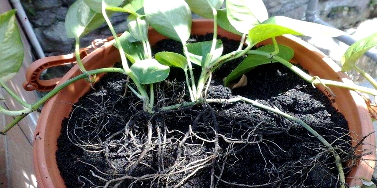 pothos root