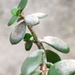 diseased jade tree leaves