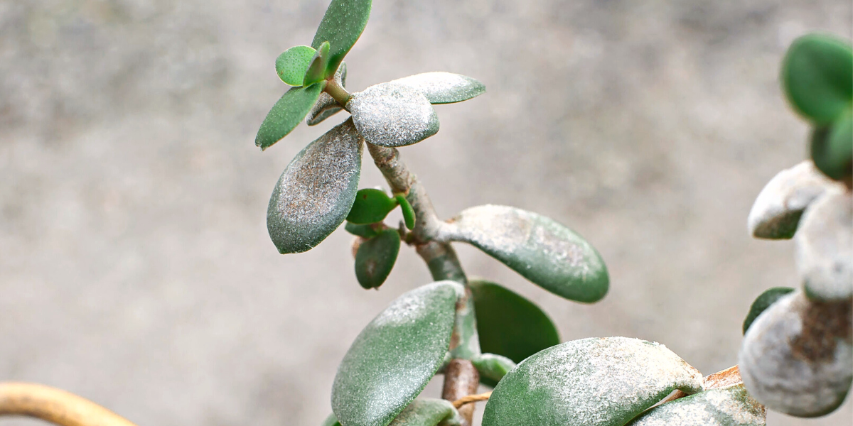 diseased jade tree leaves