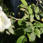 powdery mildew on roses