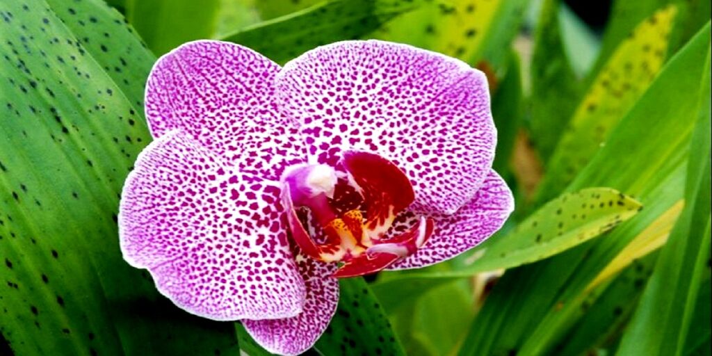How to treat black spots on orchid leaves Tips and Tricks Botan
