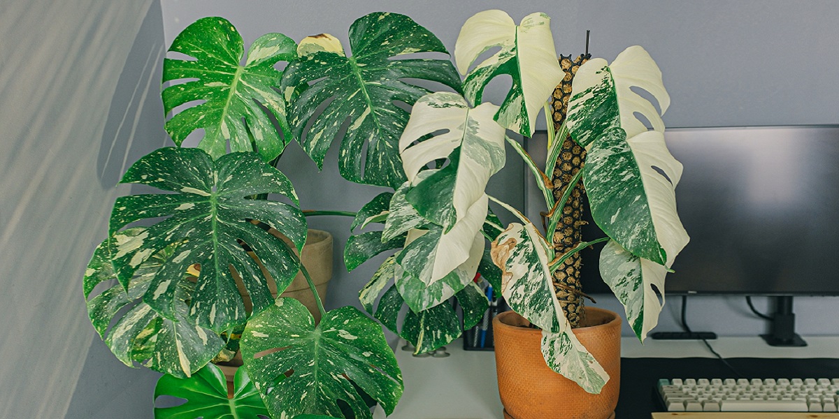 several diseased plants