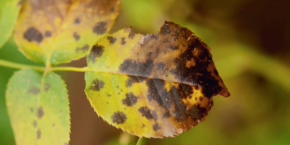 sick leaves of rose bushes