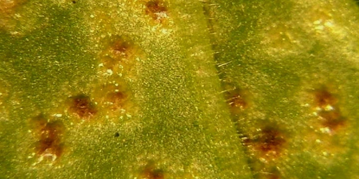 spots on a leaf of Geranium