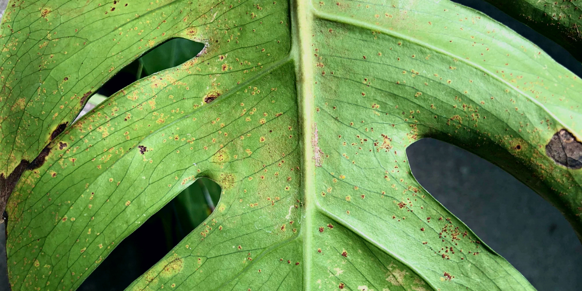 spots on large green leaves