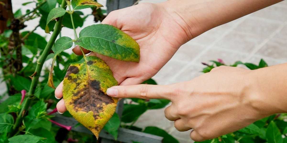 How To Treat Black Spots On Rose Leaves Tips And Tricks Botan