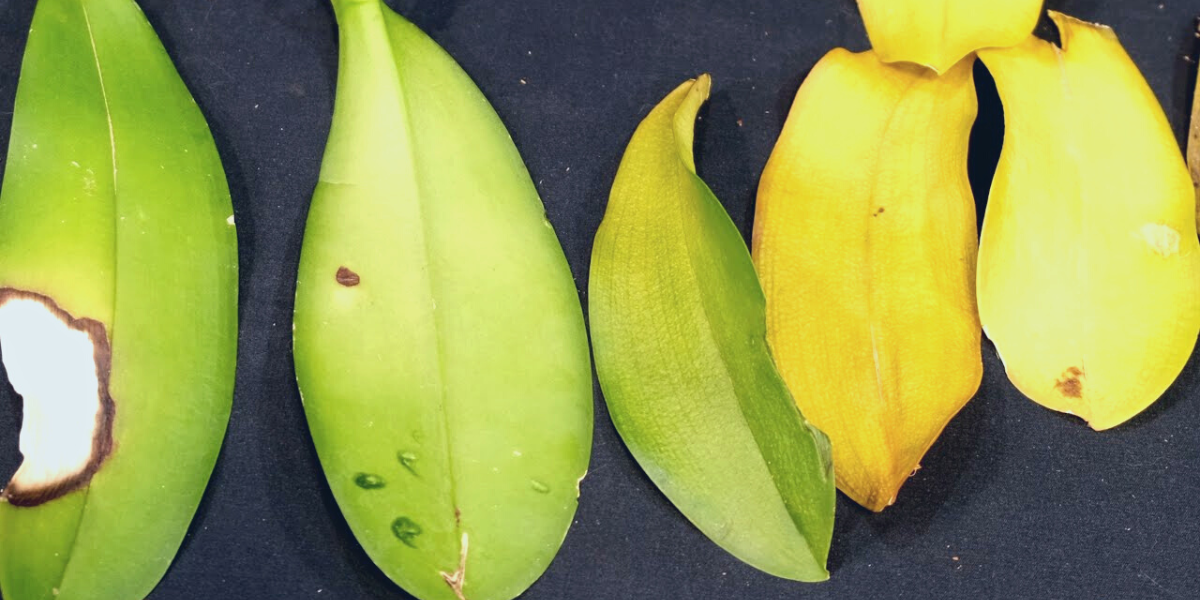 view of diseased and healthy orchid leaves