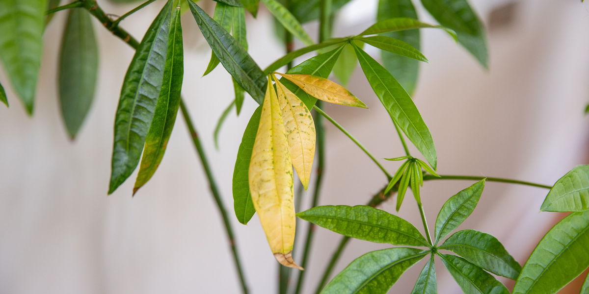 view of diseased and healthy plant leaves