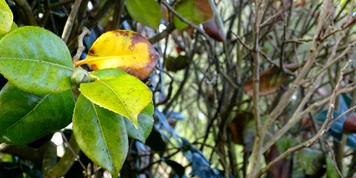 view of diseased camellia leaves
