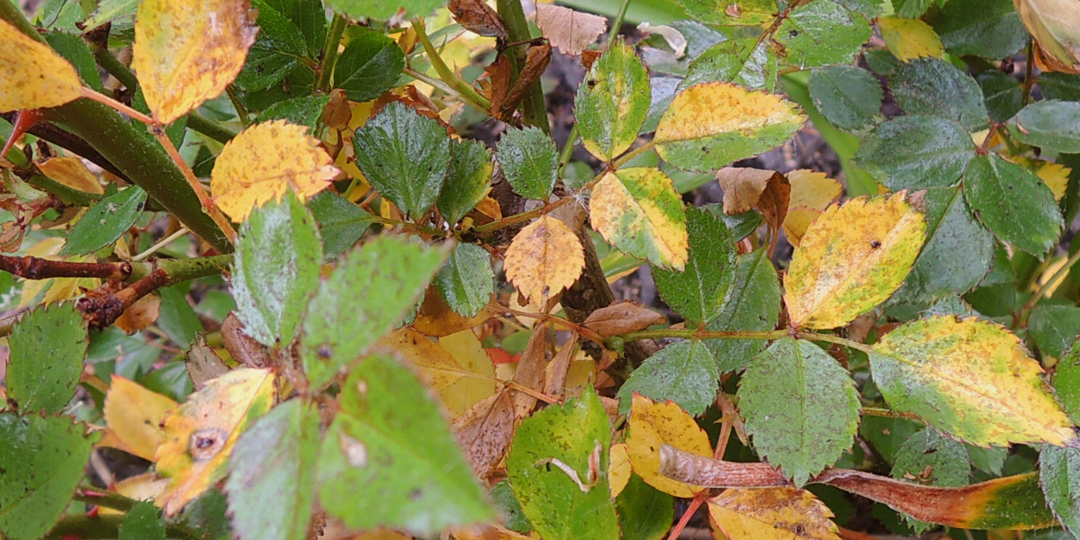 view of healthy and diseased rose leaves
