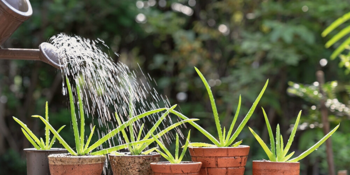 watering flowerpots with aloe vera