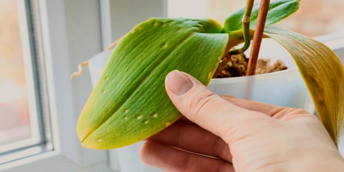 woman holding an orchid leaf in her hand