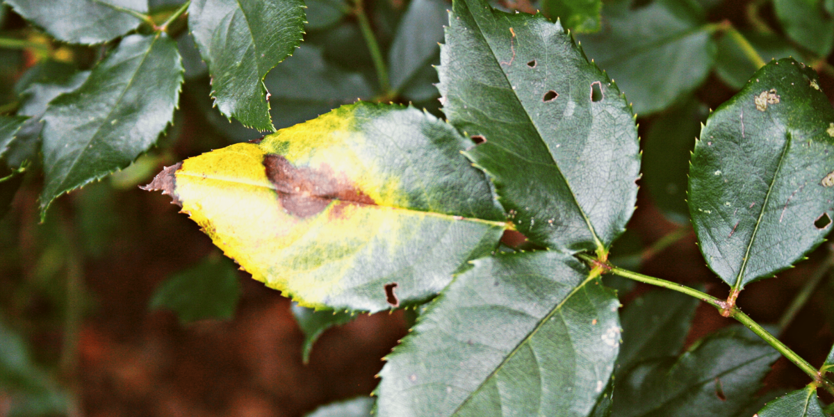 yellow-brown spots on rose leaves