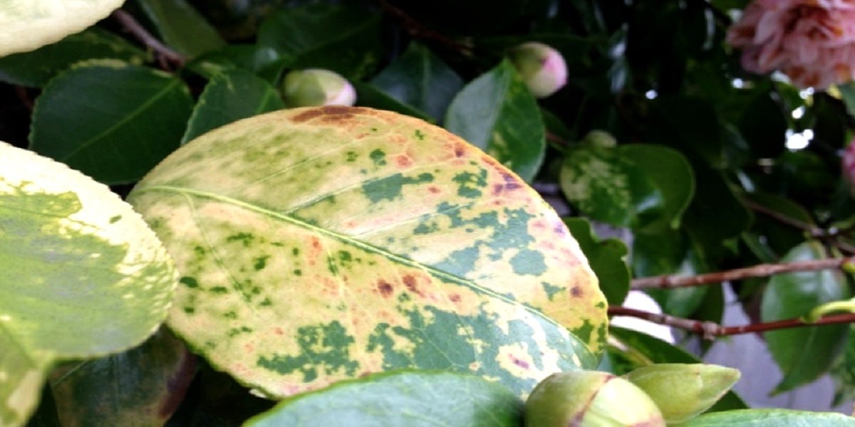 yellow camellia leaf with brown spots