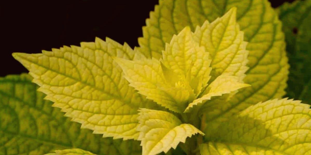 yellow leaves Hydrangea