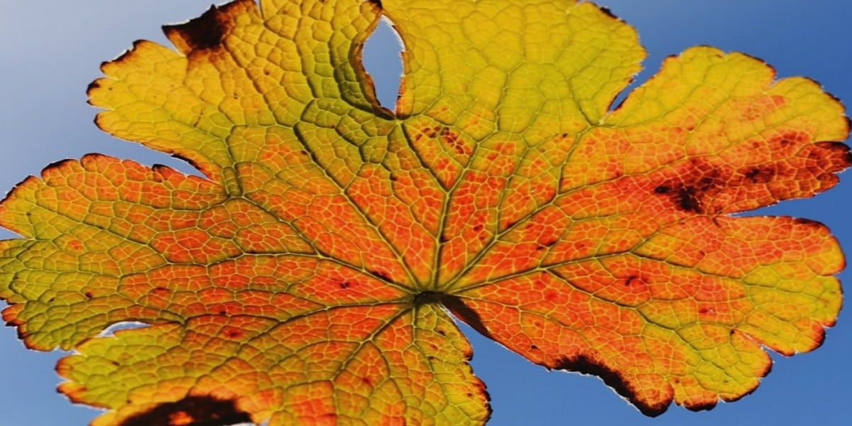 yellow-orange leaf with brown edges