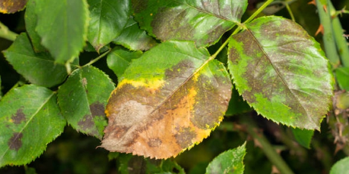 yellow spots on rose leaves