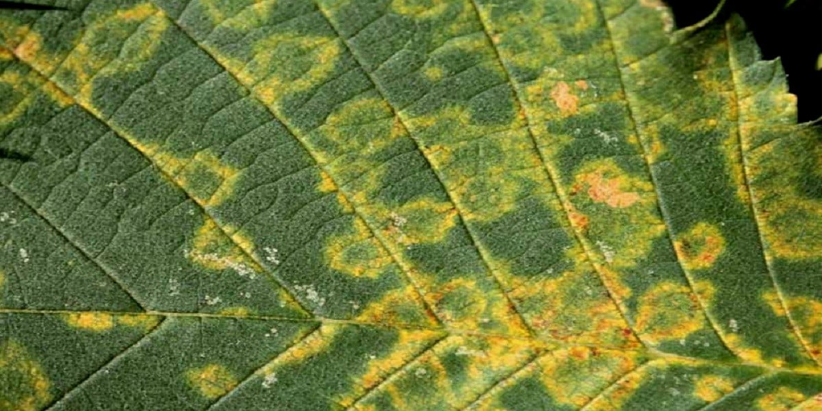 yellow spots on the leaf