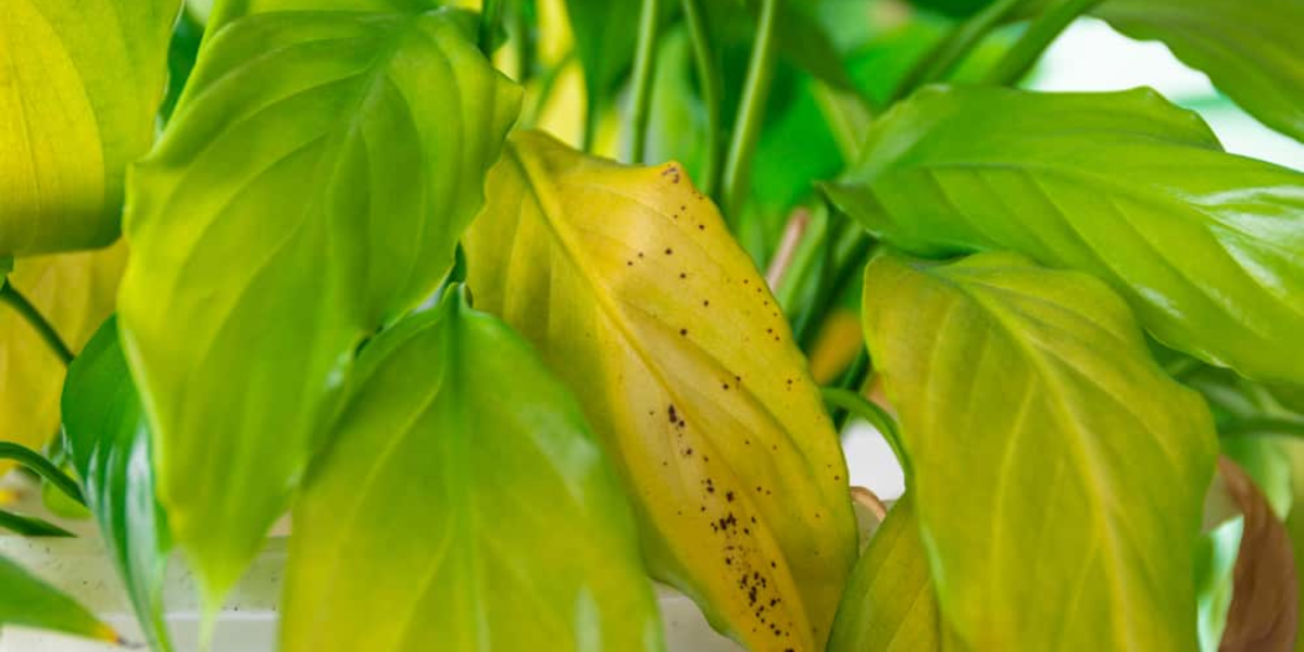 yellowed leaf of a plant with black spots