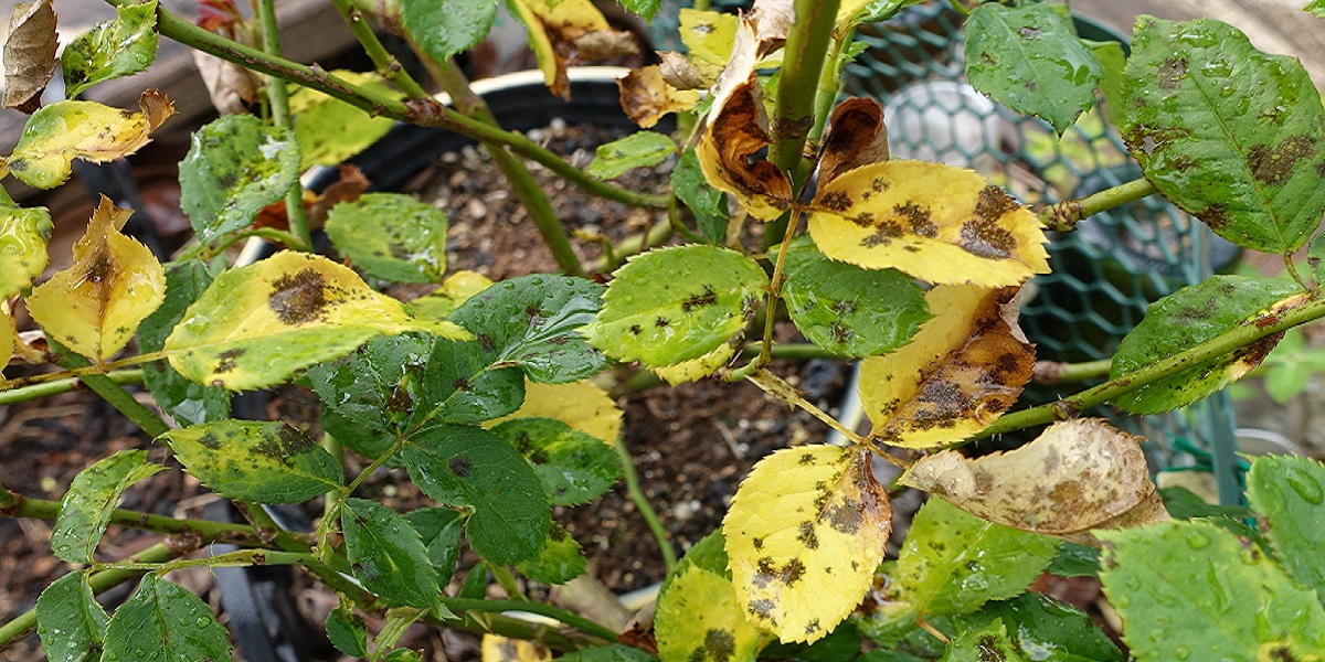 yellowed plant leaves